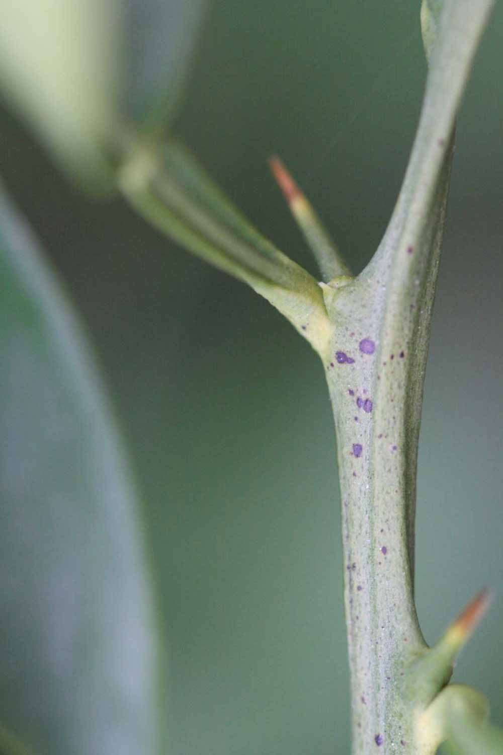              First year twig (Goutoucheng, Riverside, CA)       